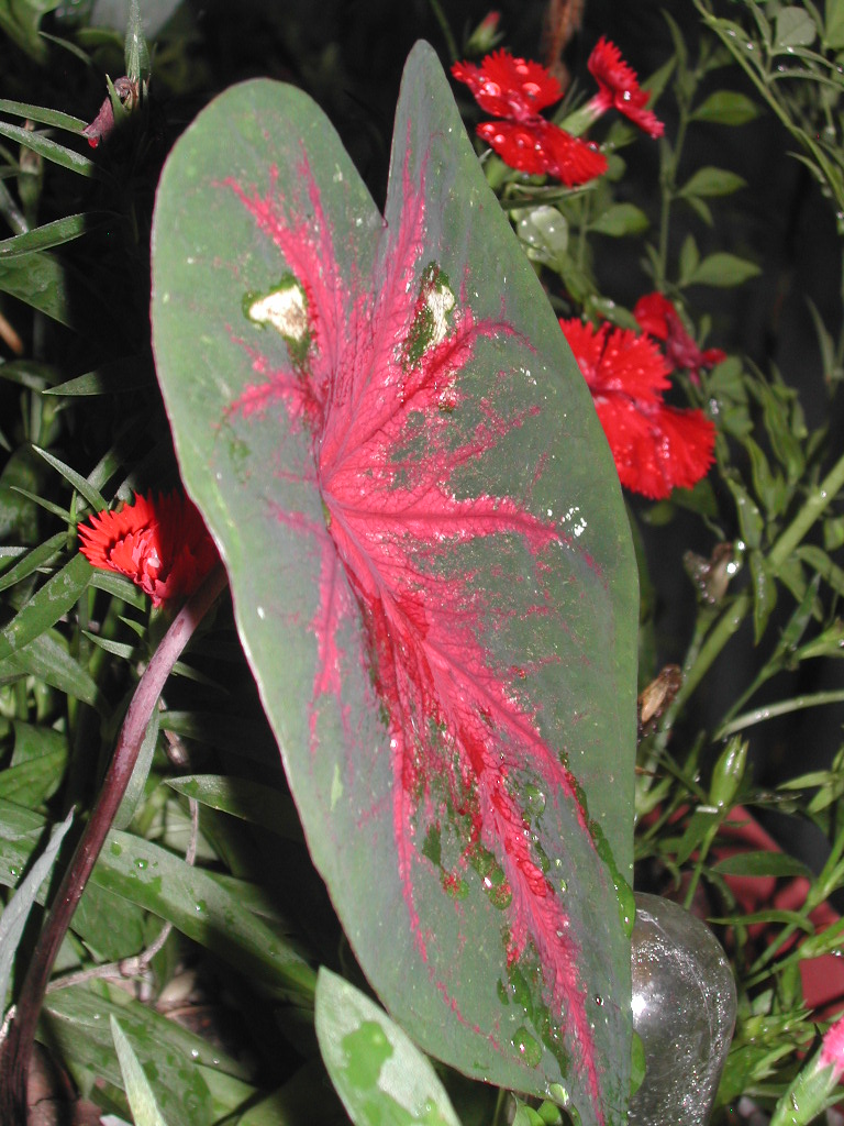 PLANTAS TRATADAS COM MANYA. - ST/CG/AM,PQR-RMCTBA-PR-BR,2010.
